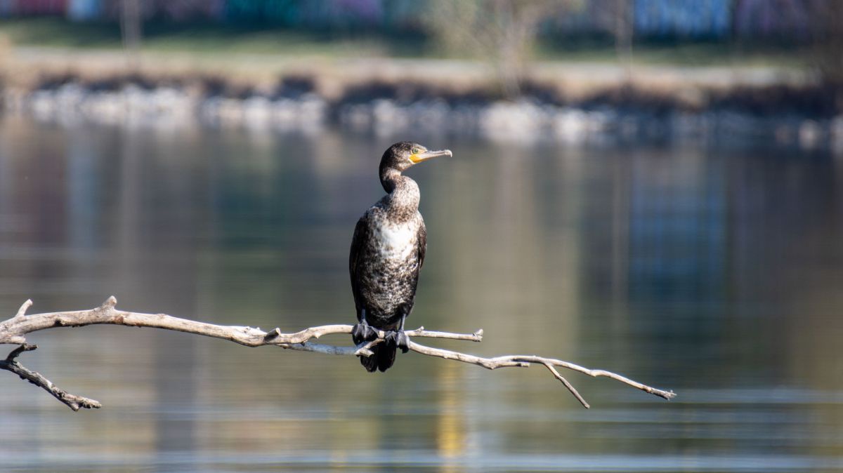 Ein Kormoran sitzt auf einem Ast am Ufer der Donau. 