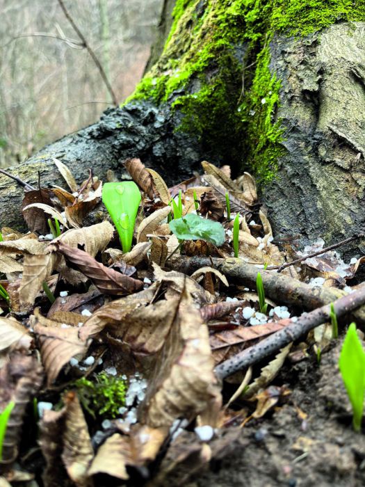 Die grünen Spitzen der Bärlauchblätter ragen zwischen braunem Laub aus dem Waldboden.
