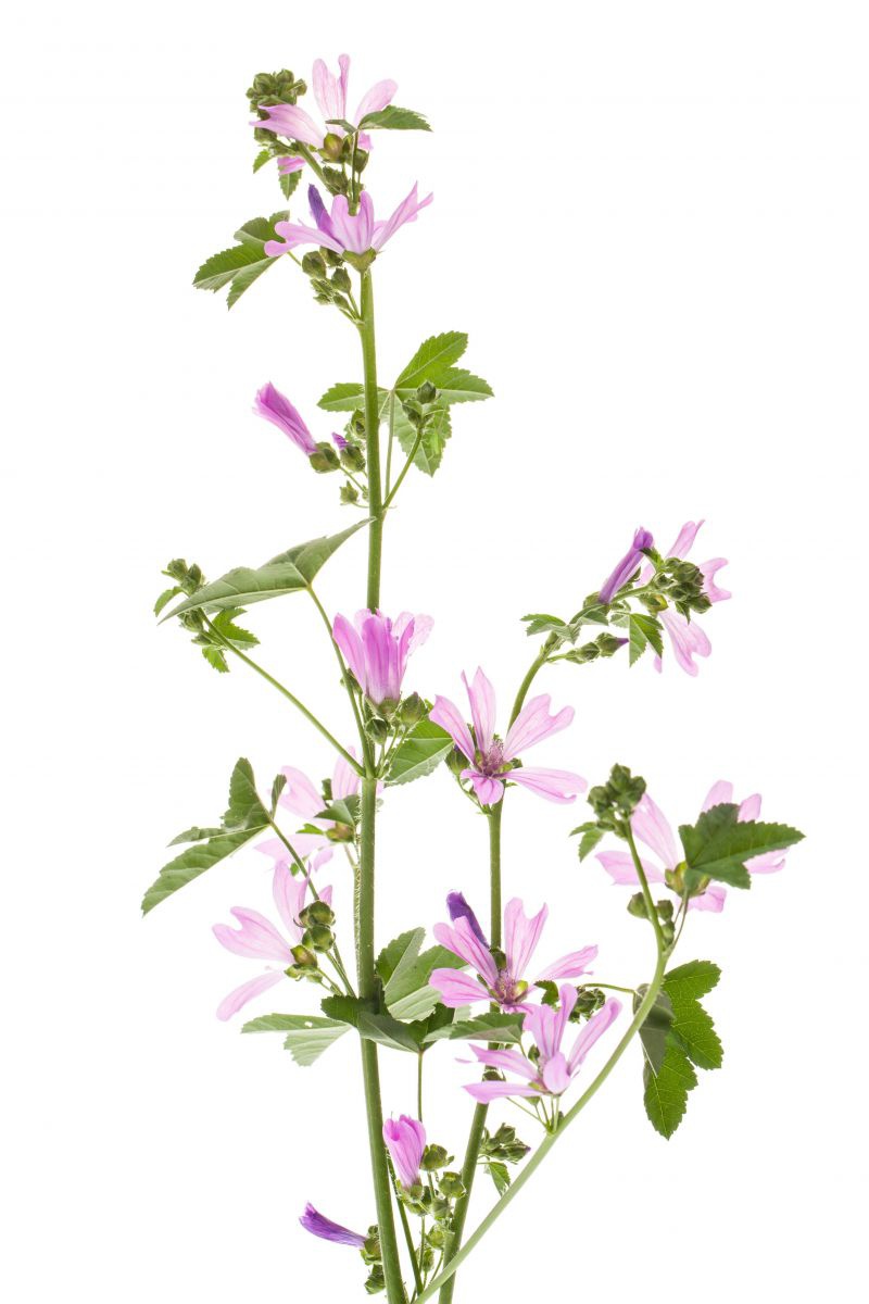 Die Malve (malva sylvestris)