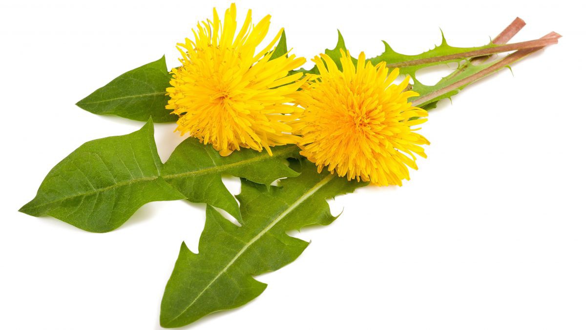 Löwenzahnblätter und -blüten.