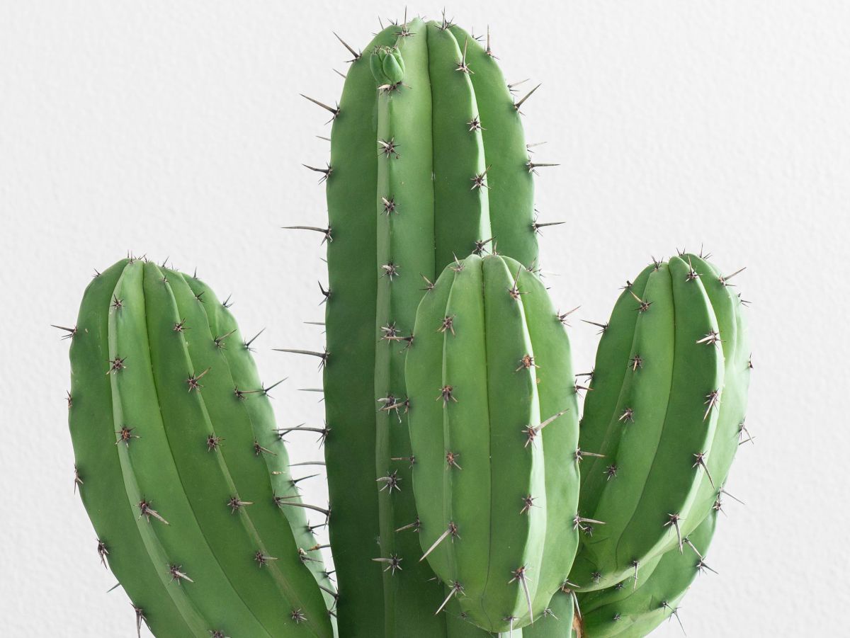 Ein Kaktus