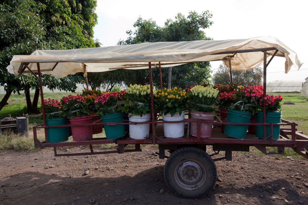 Ein Anhänger mit Kübeln voll bunter Schnittblumen