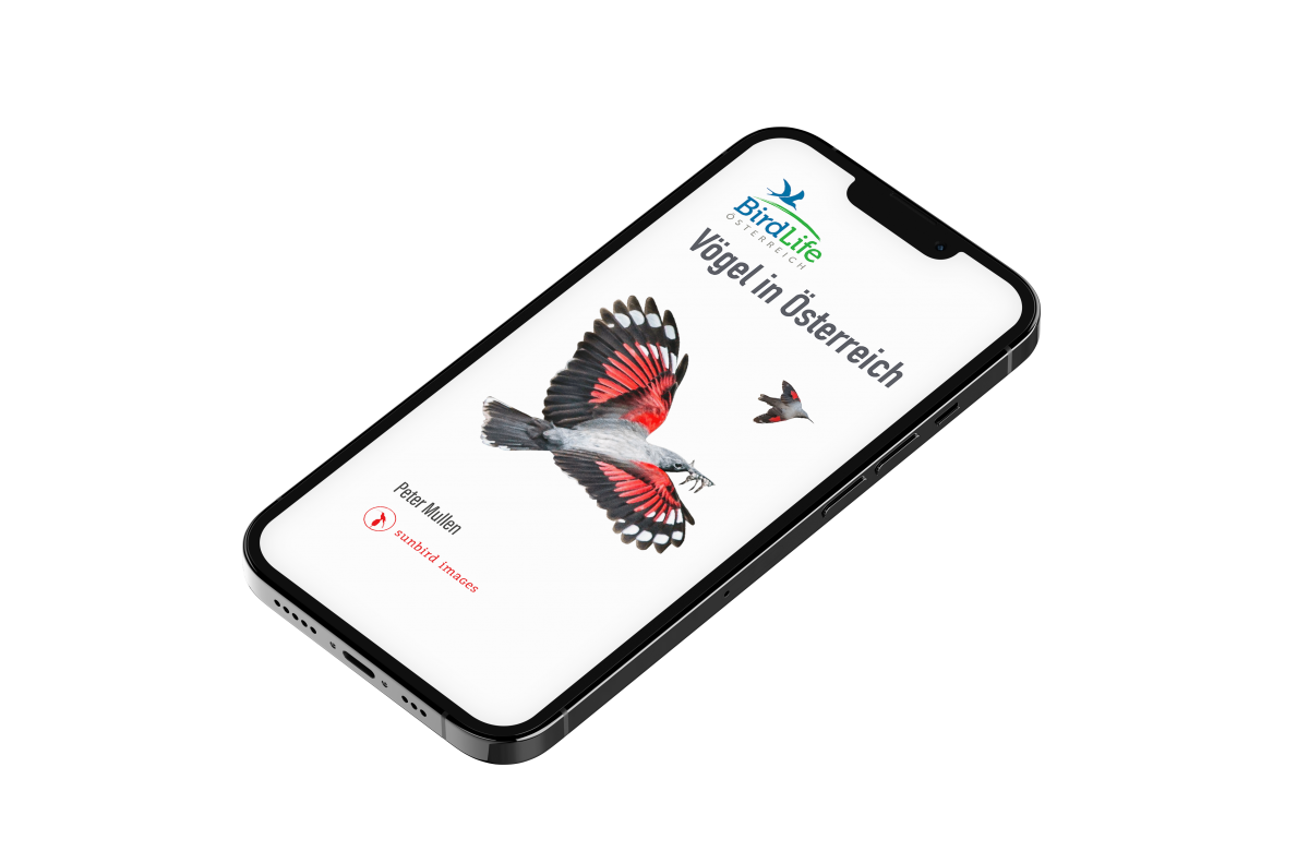 Ein Handy vor weißem Hintergrund auf dessen Bildschirm die App Vögel in Österreich zu sehen ist