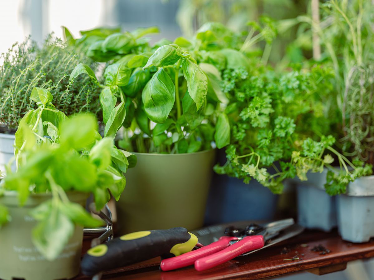 Auf einem Tisch stehen Töpfe mit Küchenkräutern. Davor liegt eine Gartenschere.