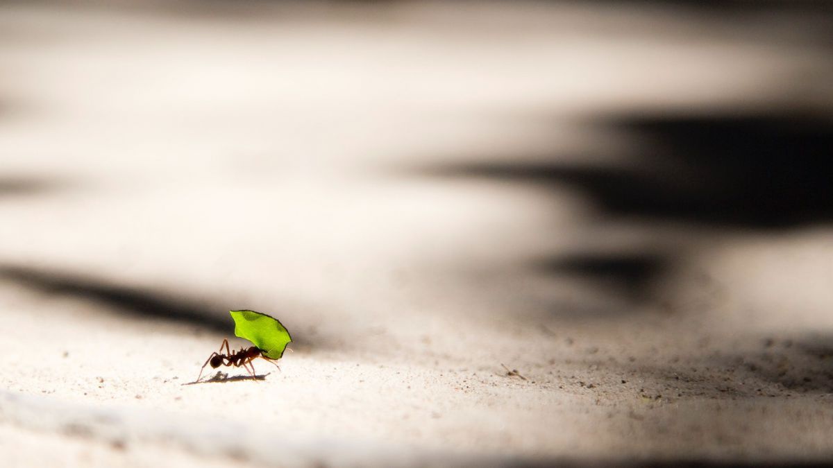 Eine Ameise trägt ein Blatt, das viel größer ist als sie selbst