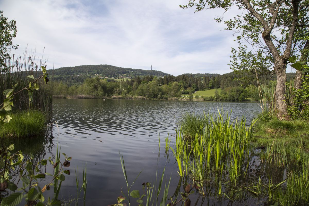Wir blicken vom mit Schilf und anderen Wasserpflanzen bewachsenen Ufer auf die sich leicht kräuselnde Wasserfläche des Hafnersees. Am gegenüberliegenden Ufer kann man Bewaldung erkennen.