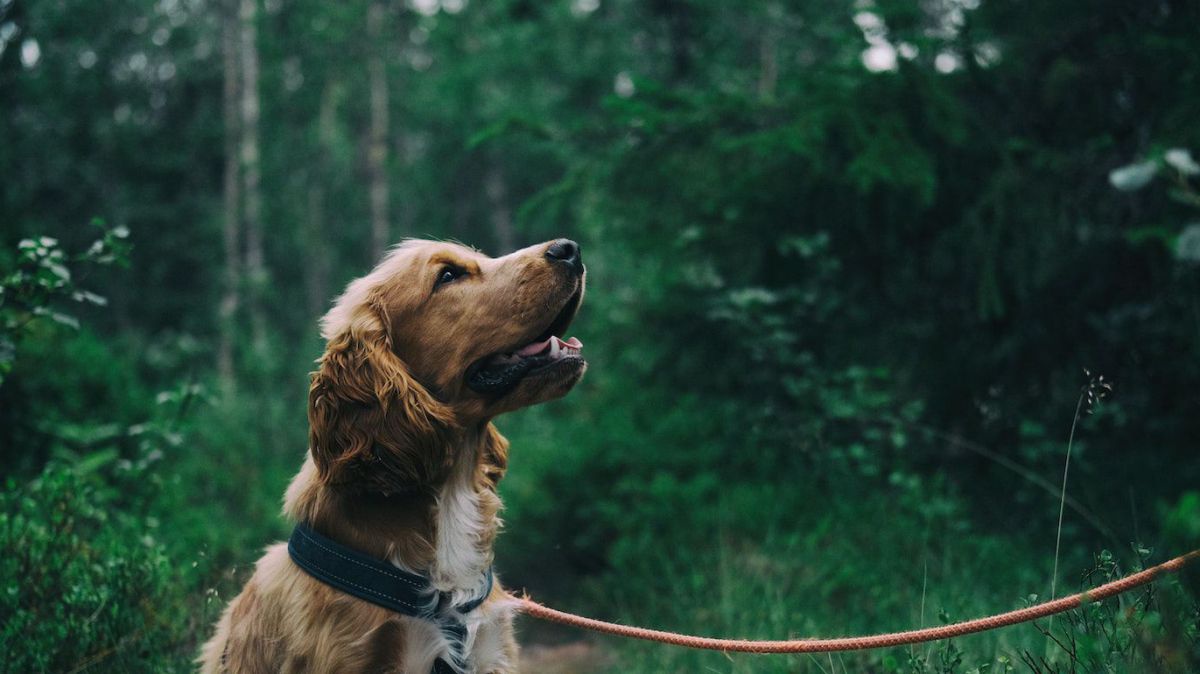 Ein Hund auf einem Waldweg, er trägt Halsband und Leine, wobei der Mensch am anderen Ende der Leine nicht im Bild ist. Der Hund blickt vermutlich auf zu dem Menschen.
