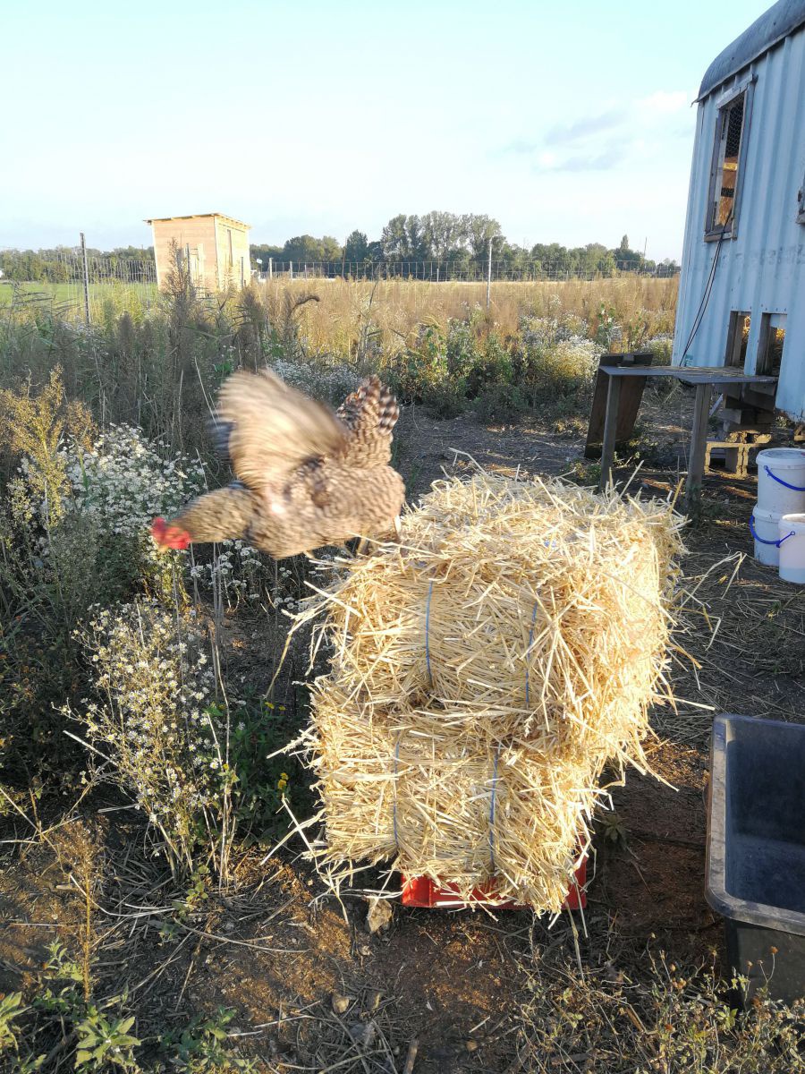 Eine Henne flattert mit den Flügeln während sie von einem Heuballen hüpft.