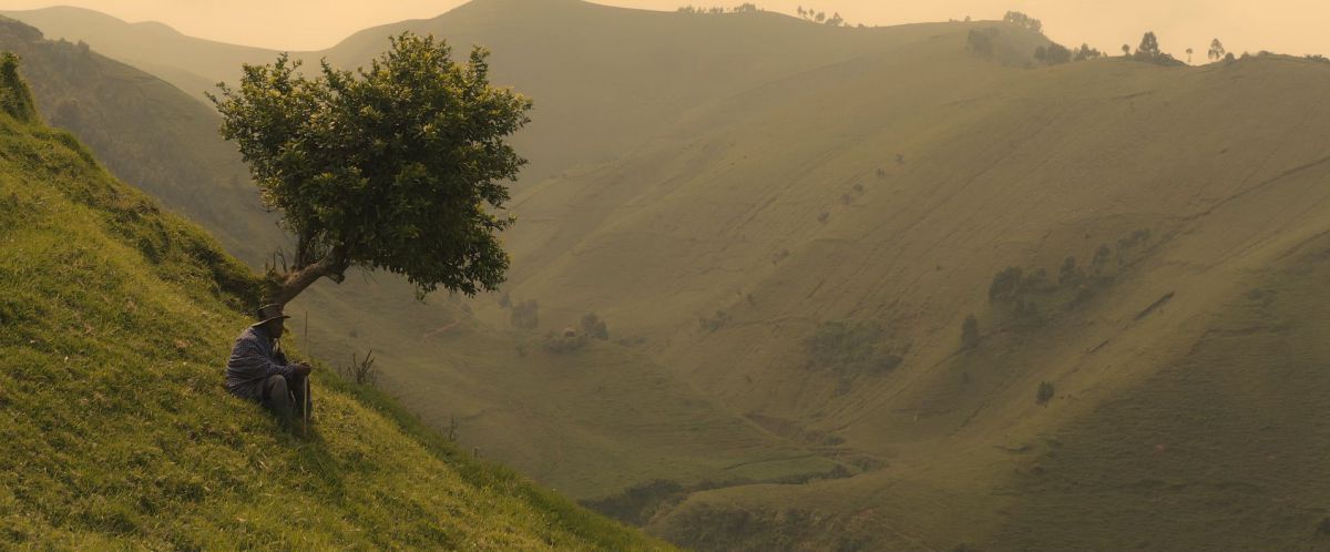 Eine grüne sanfte Berglandschaft im Abendlicht. Vor einem Baum sitzt eine Person.