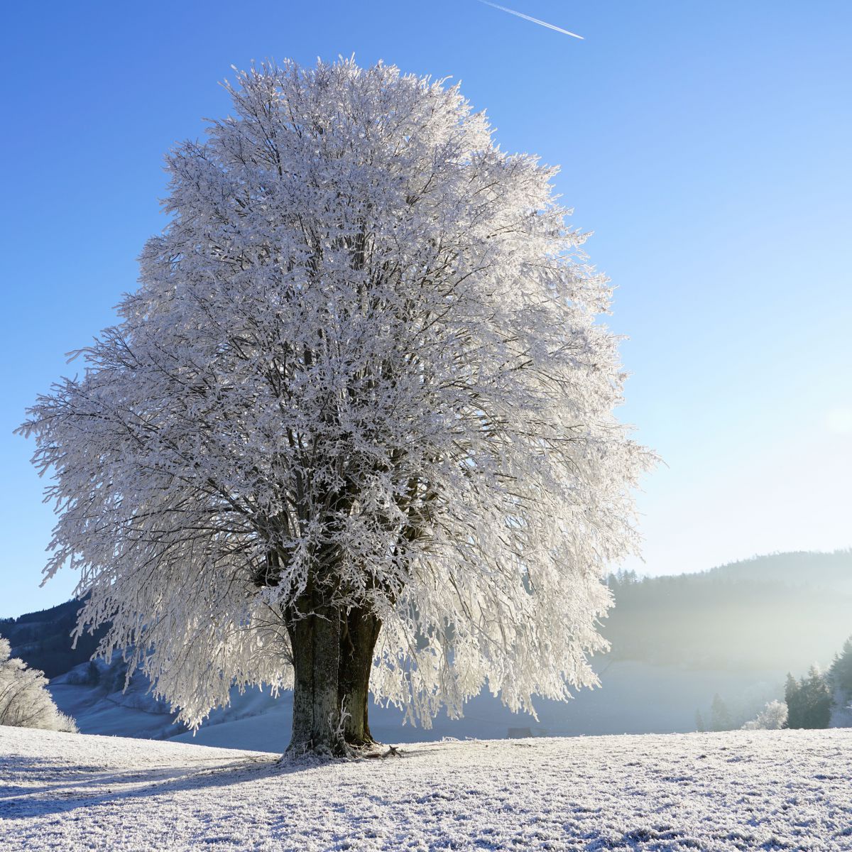 Winterlandschaft mit Baum