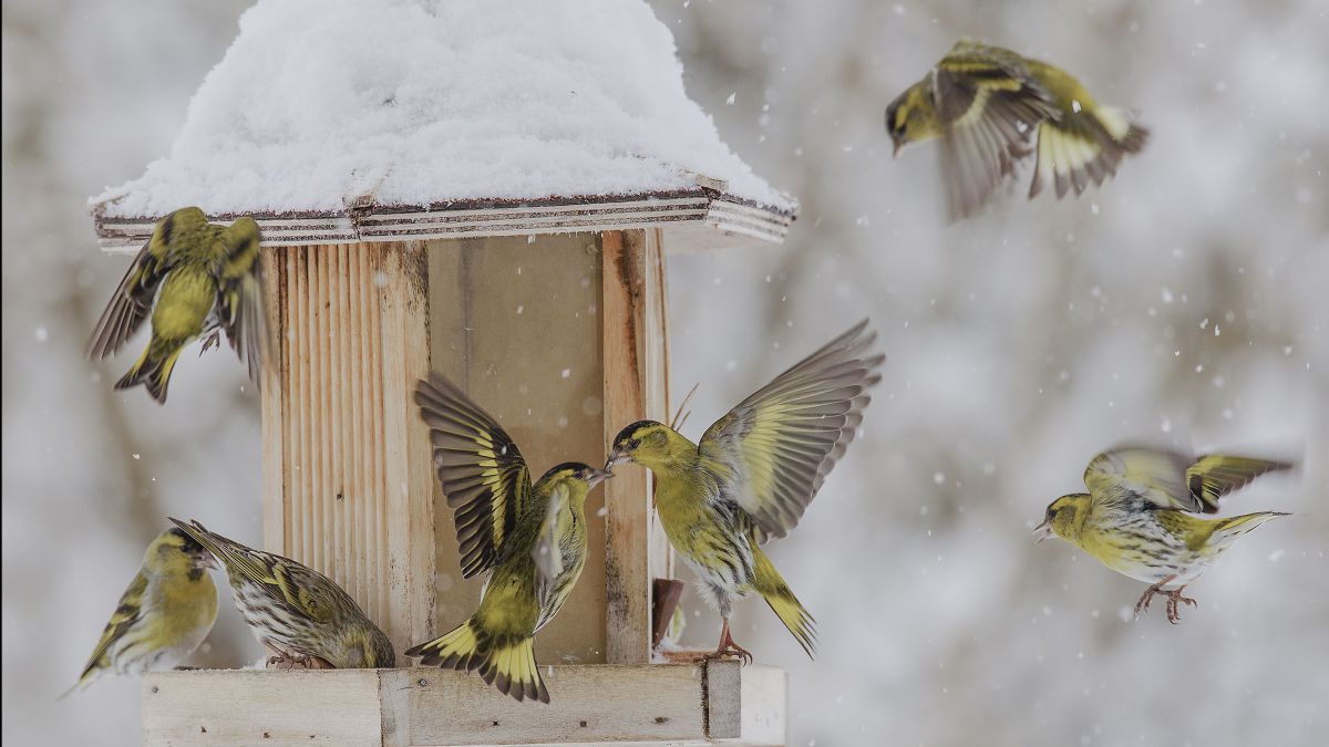 Rund um ein Futterhäuschen im Schnee fliegen einige Vögel mit gelblichen Gefieder und brauner Zeichnung.