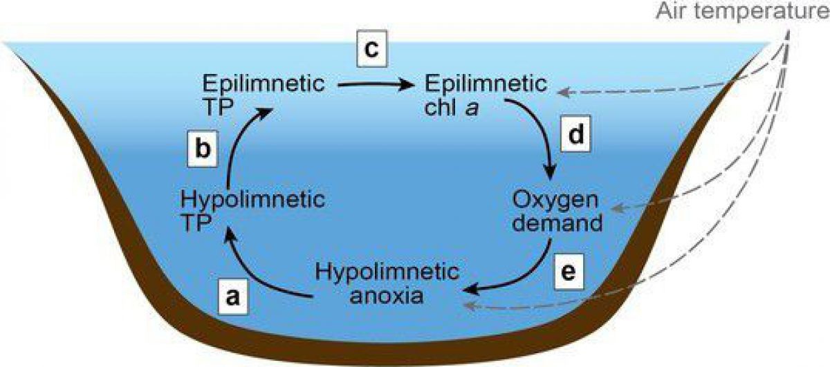 Ein Schema des Kreislaufes, der dazu führt, dass Sauerstoffmange sich über die Zeit verschlimmert.