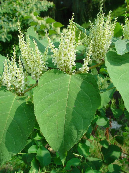Eine Pflanze mit hellgrünen großen herzförmigen Blättern und weißen Blütenständen.