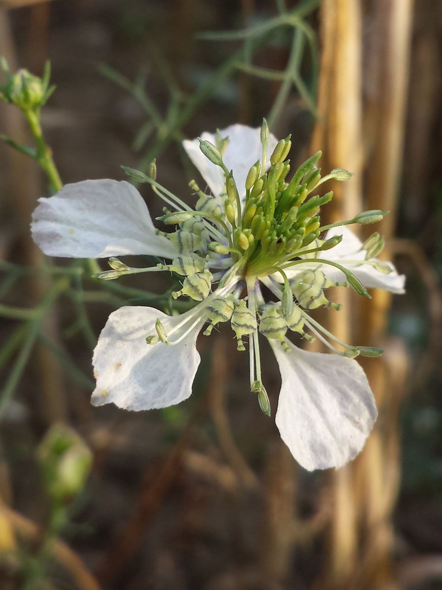 Eine Blüte mit weit auseinanderstehenden weißen Blütenblättern und prominenten grün-gelben Pollenständen.