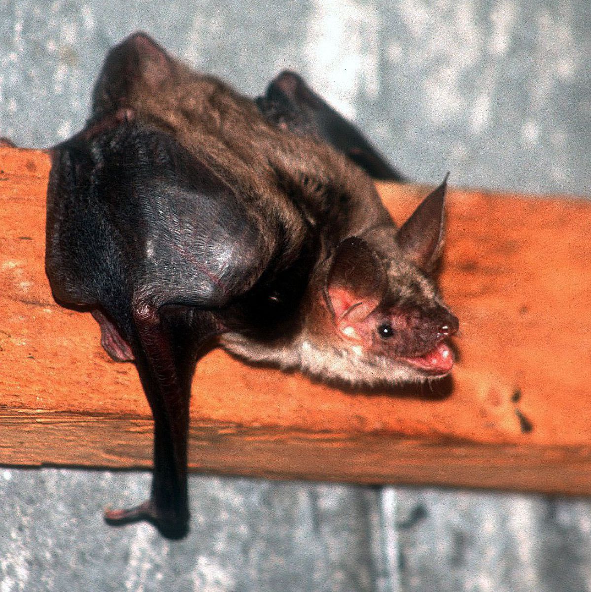 Eine Fledermaus sitzt auf einem Balken.