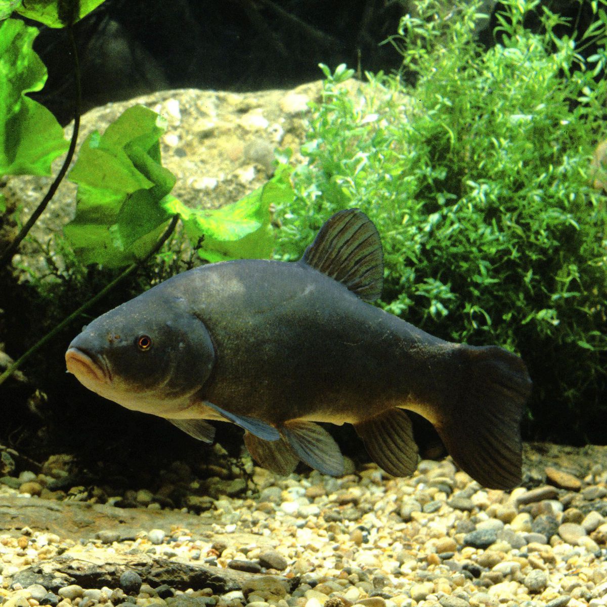 Ein Fisch mit gedrungenem dunkelgrauen Körper.