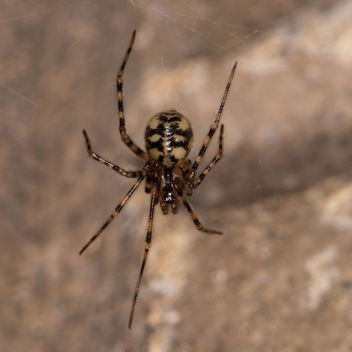 Eine Spinne mit schwarzem Hinterleib mit ockerfarbenen Tupfen und langen, kräftigen Beinen, die ebenso gestreift sind.