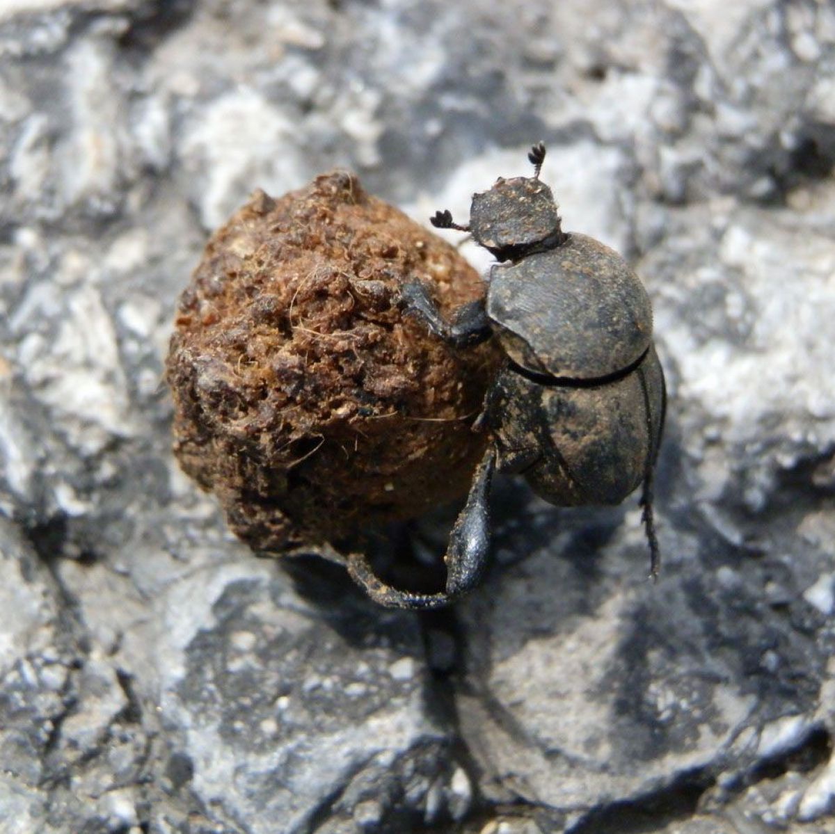 Ein Käfer mit einem starken mattgrauen Panzer rollt eine Mistkugel.