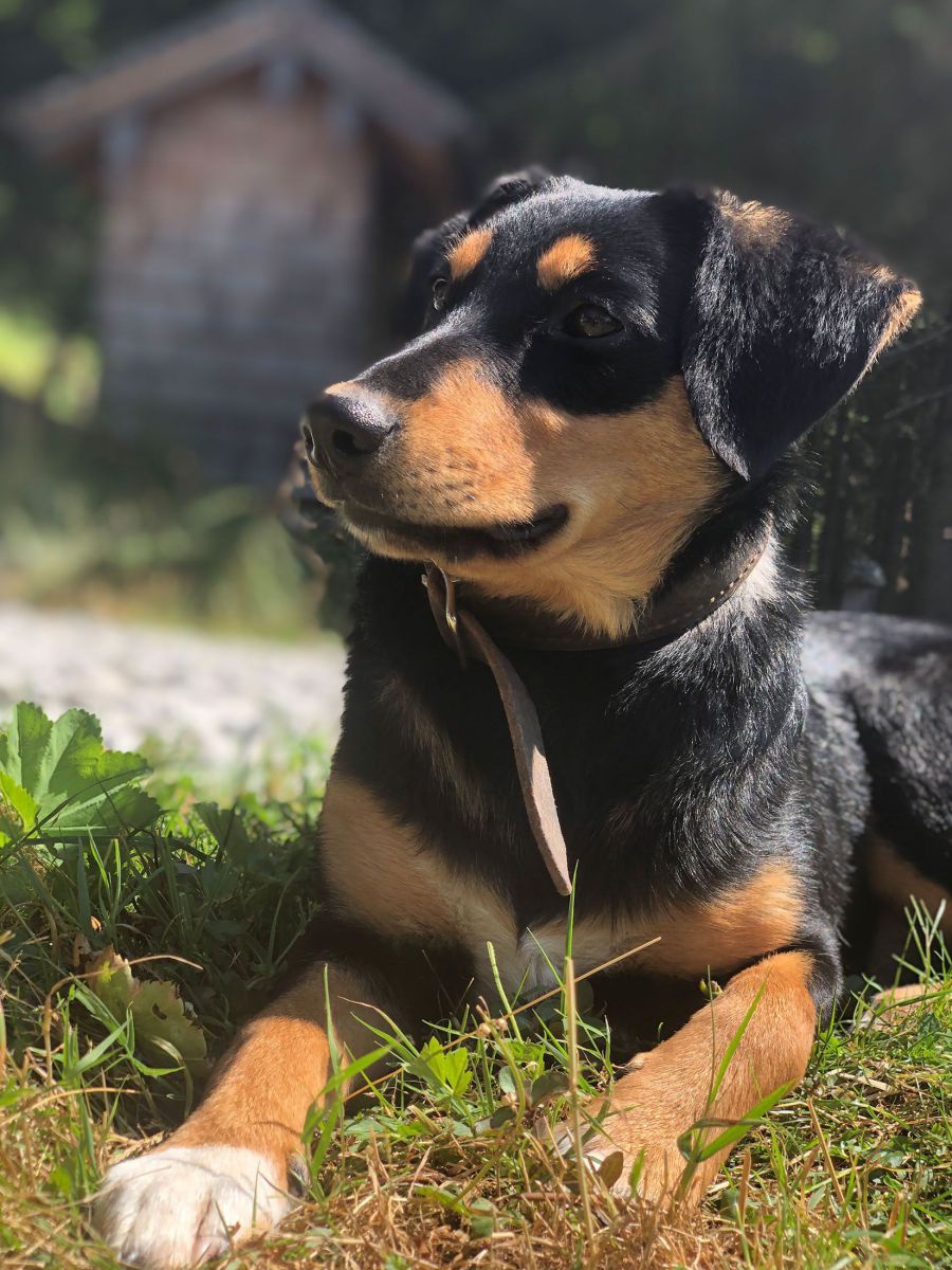 Ein kleiner Hund mit schwarzem Fell und hellbrauner Zeichnung und weichen Schlappohren.