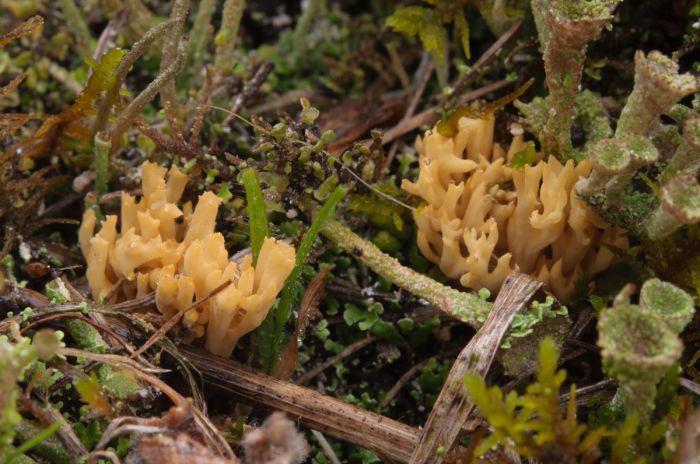 Ein helloranger, winziger Pilz, der von der Form wie eine Koralle mit mehreren Ästen aussieht.