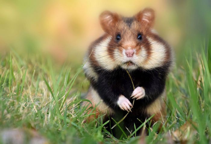 Eine Nahaufnahme eines Hamsters mit braunen, beigen und schwarzen Fell inmitten einer Wiese.