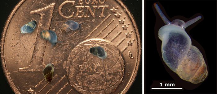 Einige winzige Schnecken kriechen über eine 1 Cent-Münze. Daneben eine Nahaufnahme einer der Schnecken.