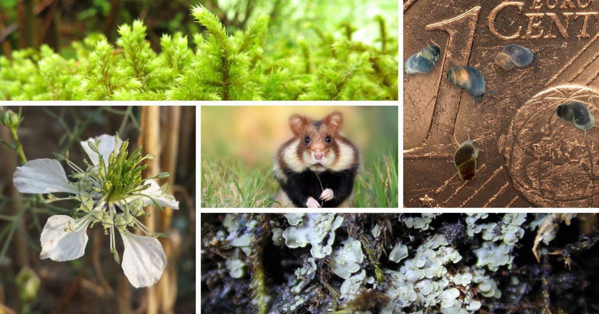 Fünf der Bilder von Arten des Jahres 2024.