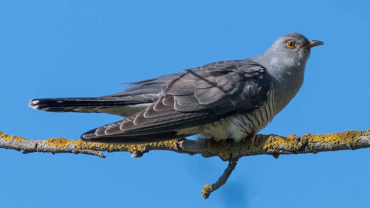 Ein hell und dunkelgrau gefiederter Vogel sitzt auf einem Ast vor blauem Himmel.