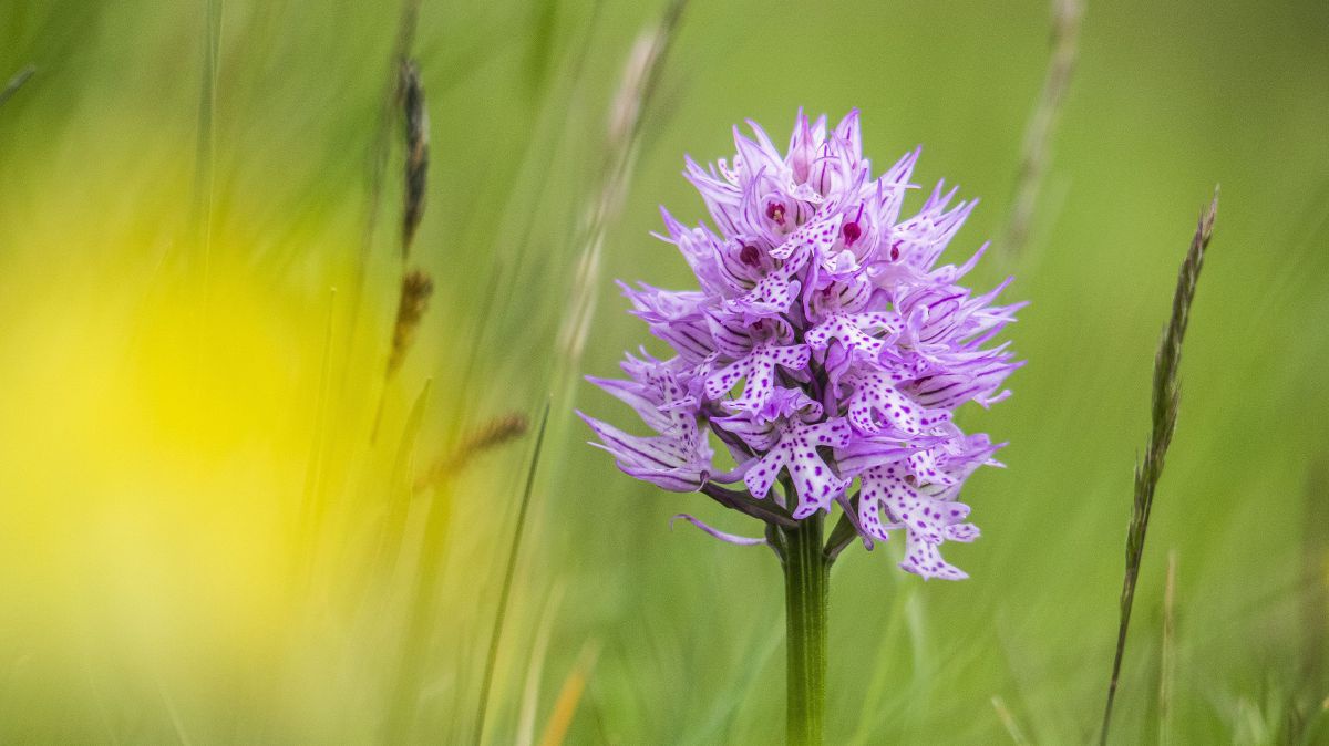 Eine Nahaufnahme einer wilden Orchidee mit lila-rosa getupften Blättern.