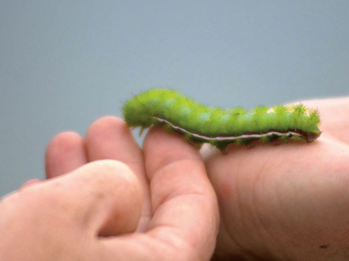 Eine grüne Raupe krabbelt vom Ballen einer linken menschlichen Hand auf die hingehaltenen Finger der rechten Hand.