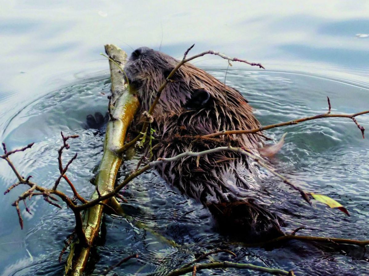 Ein Biber schwimmt mit einem zweig im Maul im Wasser.