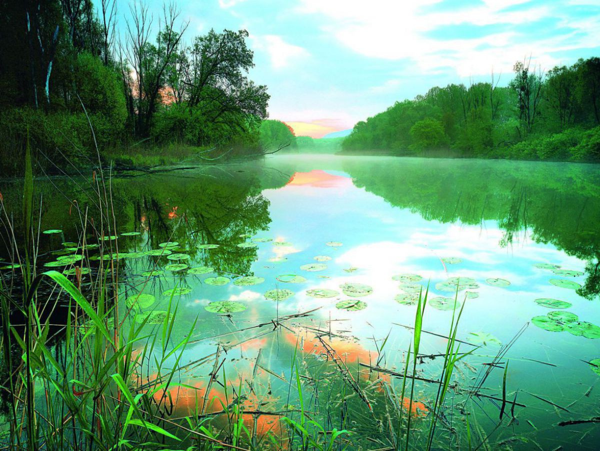 Blick auf das Wasser eines Flusslaufs im Abendlicht. Die rötlich gefärbten Wolken spieglen sich in der glatten Wasserfläche. Im Vordergrund grünes Schilfgras und an den Ufern Auwald.