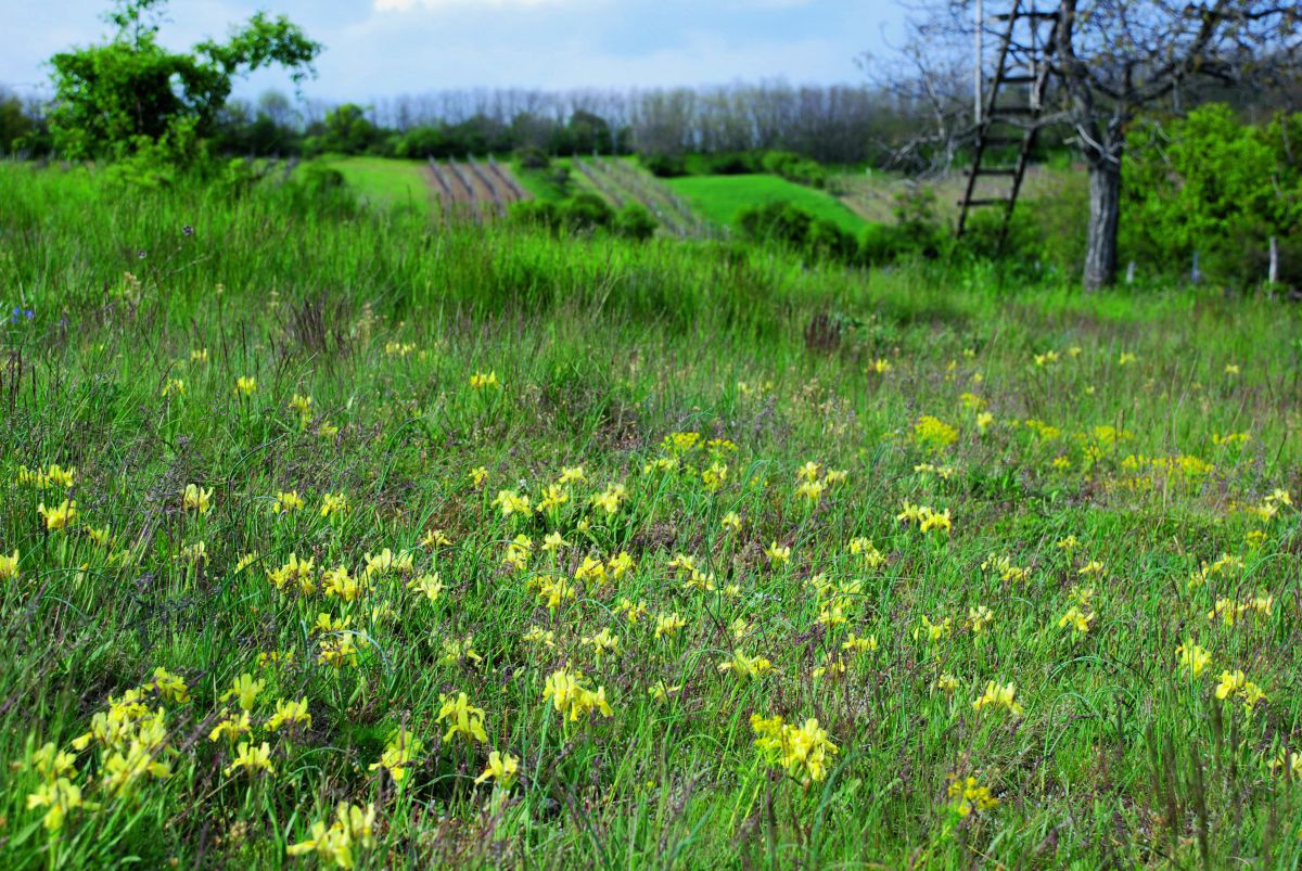 Auf einer Wiese stehen hunderte hohe Blumen mit großen gelben Blüten. Dahinter Weingärten und ein Baum, an dem eine Leiter lehn.