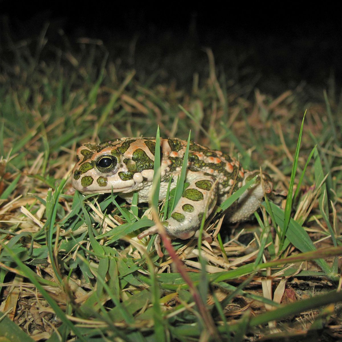 Eine Wechselkröte (beige mit grünen Tupfern) sitzt im Gras.