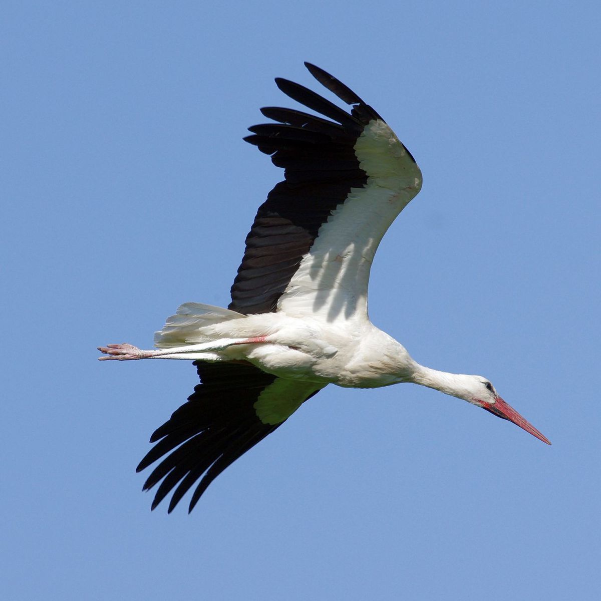 Ein Weißstorch im Flug vor blauem Himmel.