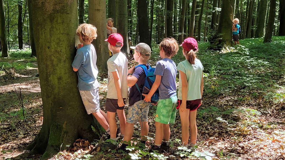 Kinder stehen im Wald in einer Reihe an Baumstämmen.