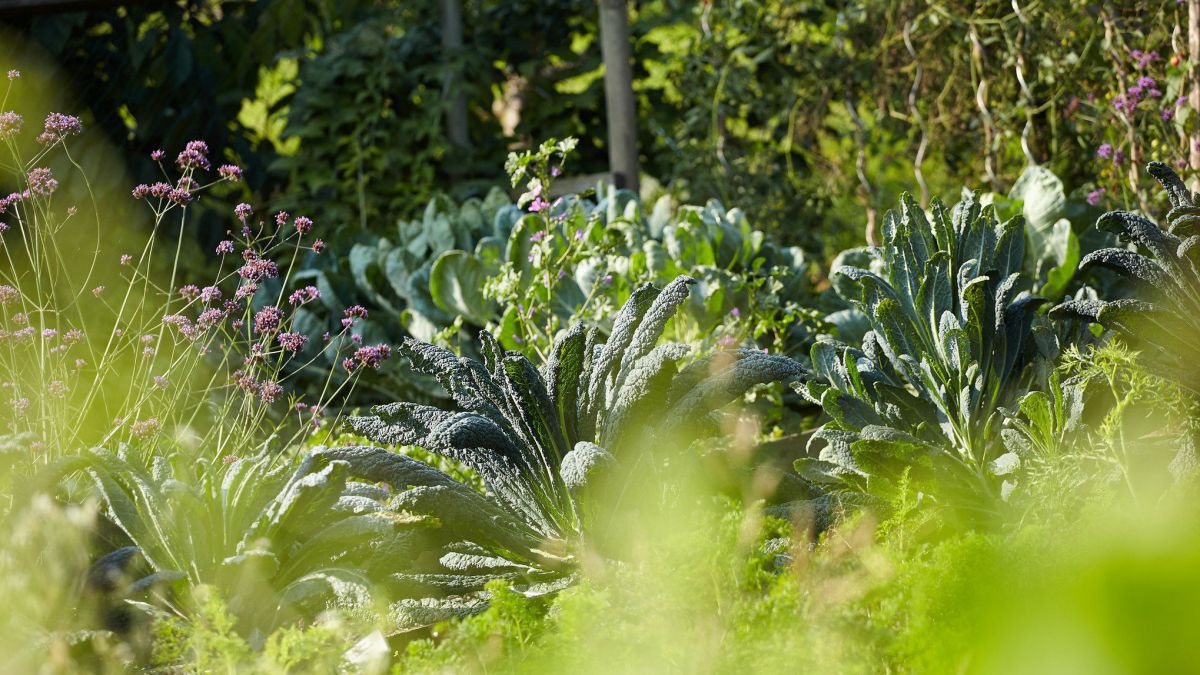 Ein üppig wachsender Garten, fotografiert durch Planzen im Vordergrund, die ganz verschwommen sind.