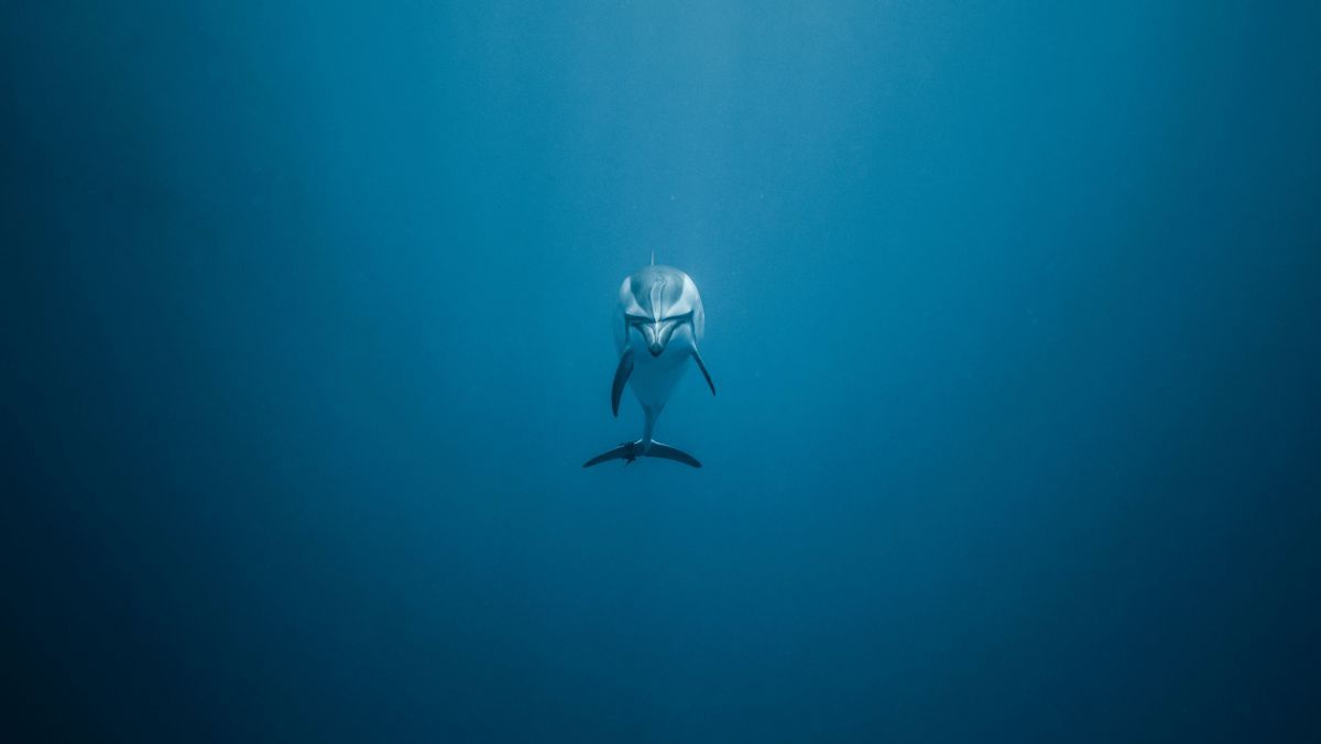 Ein Blick in die unendliche Weite des Ozeans - ein Delfin blickt die Kamera direkt an.
