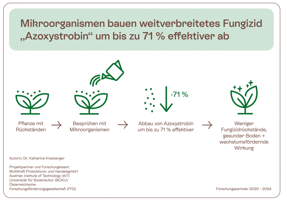 Eine Illustration wie Pflanzen mit Rückstenden mit Mikroorganismen besprüht werden und Azoxystrobin 71 % effektiver abbauen.