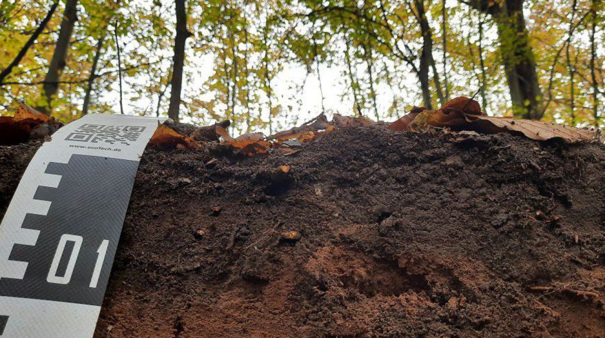 In einem Wald ist die Erde angestochen - man sieht ihre Schichten, mit einem Maßband daneben.