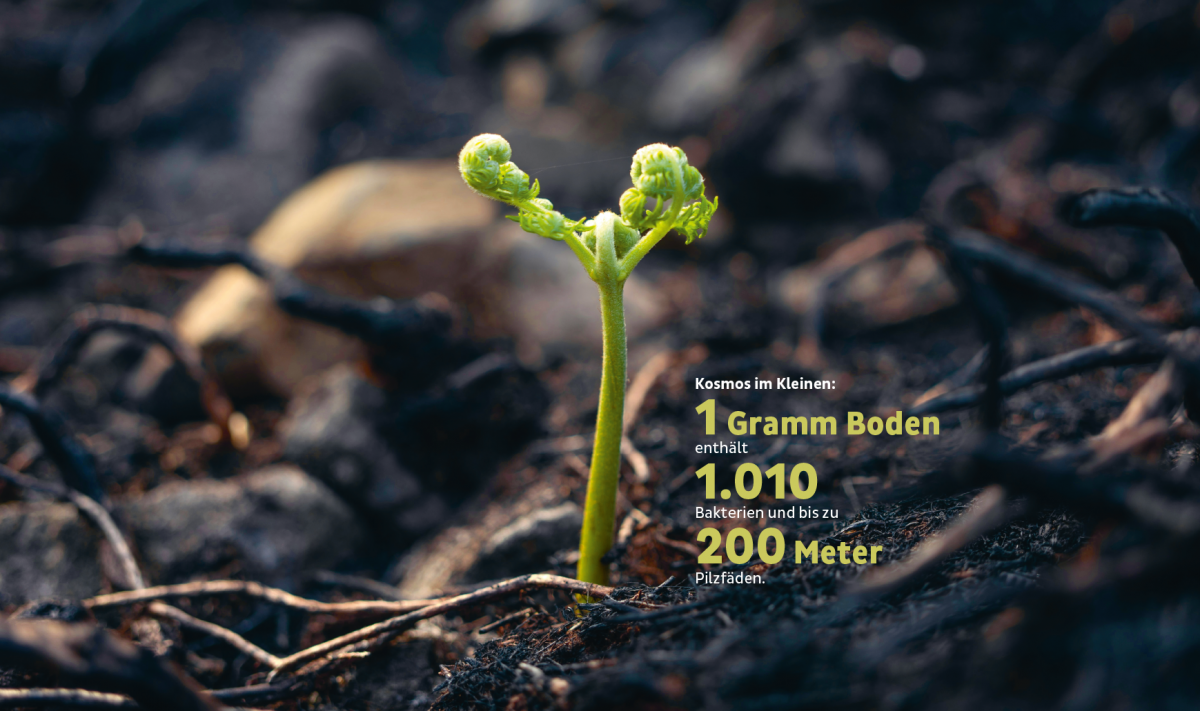 Zwischen dunklem, feinen Wurzelgeflecht und Steinen sprießt  ein hellgrüner Schößling aus dem Erdboden.