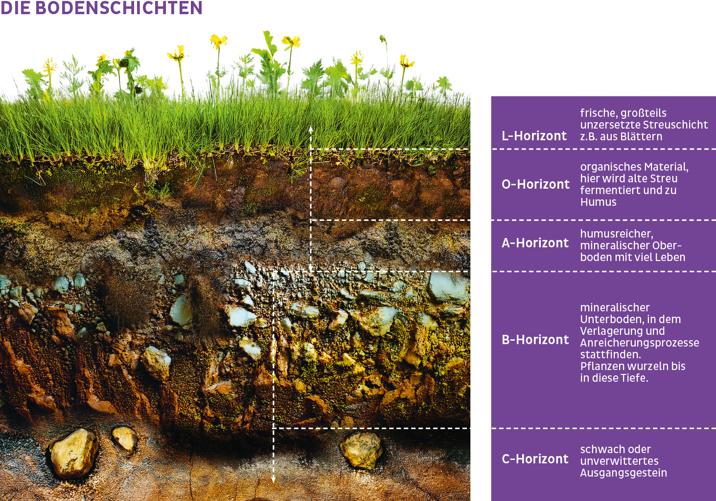Die Bodenschichten
Organische Substanz:
L-Horizont: frische, großteils unzersetzte Streuschicht z.B. aus Blättern
O-Horizont: organisches Material, hier wird alte Streu fermentiert und zu Humus
A-Horizont: humusreicher, mineralischer Oberboden mit vie