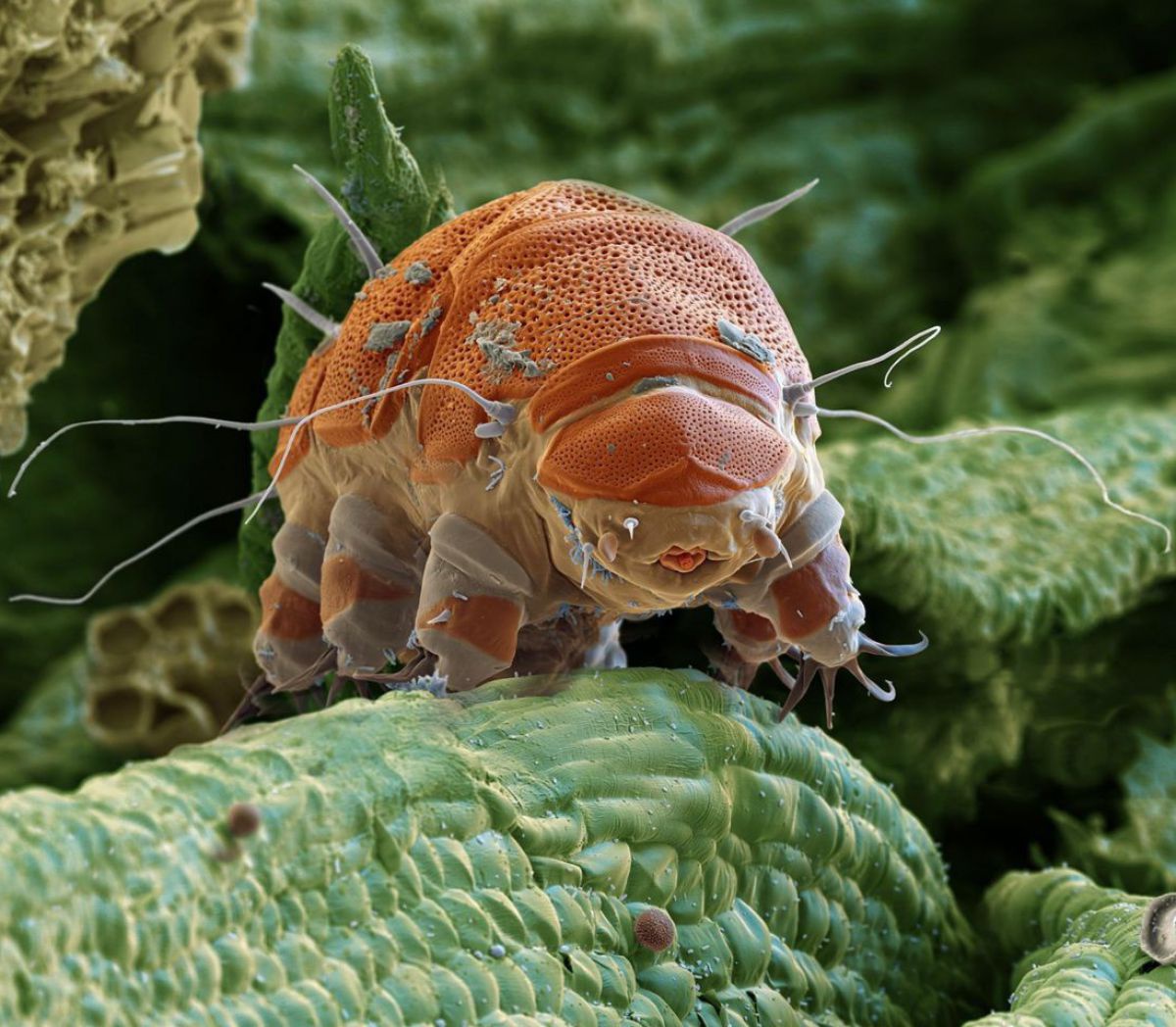 Unter dem Rasterelektronenmikroskop vergrößerte Aufnahme eines Bärtierchens in etwa 50-facher Vergrößerung.