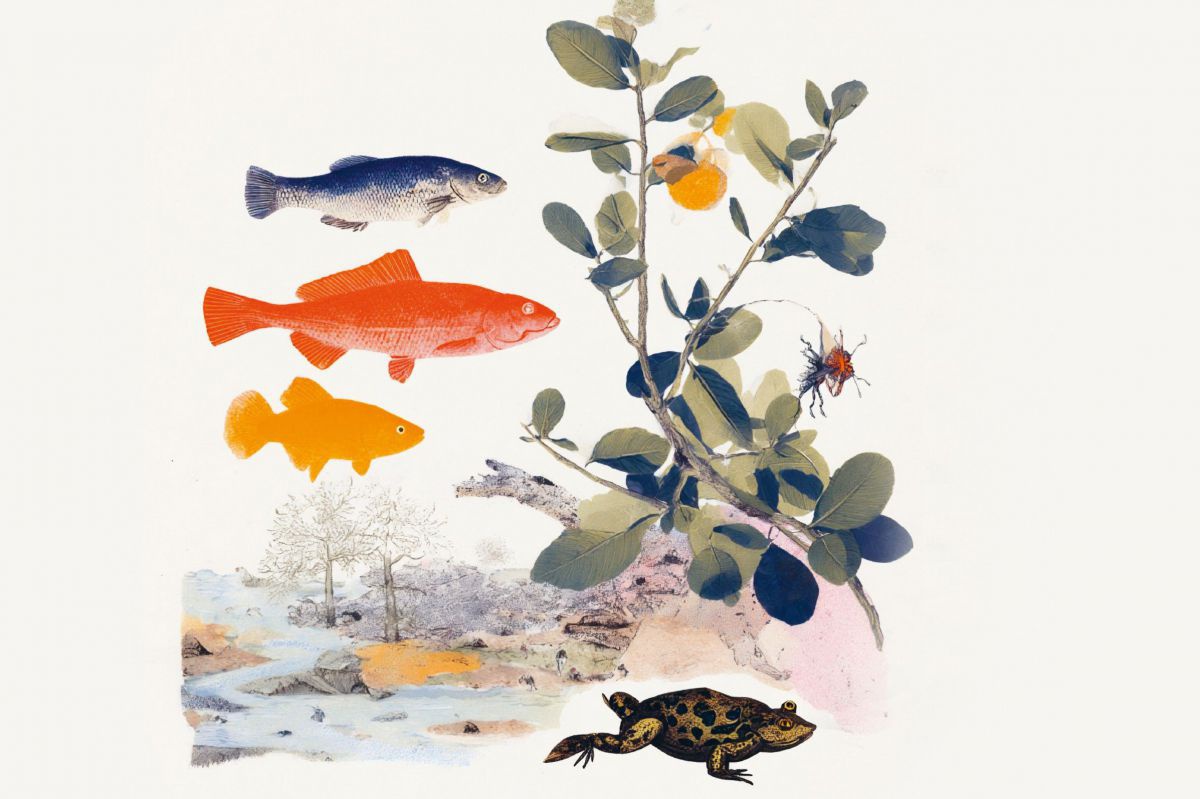 Illustration im Stil einer Kunstmalerei: drei verschieden große Fische in Blau, Rot und Gelb stehen übereinander vor einer Pflanze, am Grund sitzt eine warzige Kröte. Der Grund ist in diesem Fall die Wasseroberfläche des sich schlängelnden Flusslauf