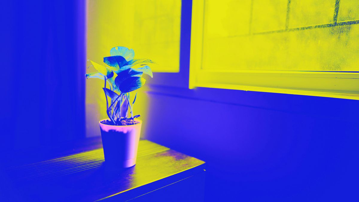 Foto mit abstrahierten Farben in Blau und Gelb: Auf einem Tisch in Fensternähe steht eine Zimmerpflanze im Topf, das Sonnenlicht, das durchs Fenster kommt, beleuchtet die Pflanze. Der Rest des Raumes ist dämmrig.