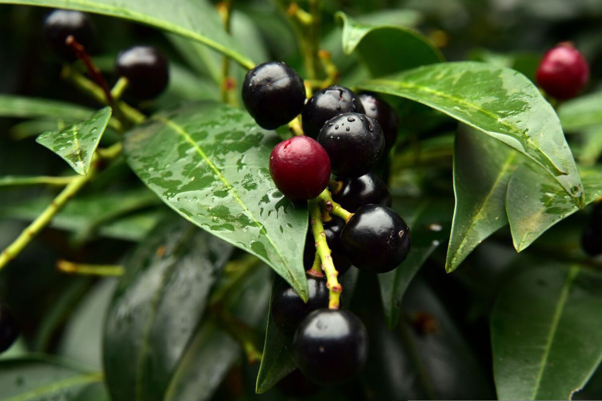 Glänzende rote und schwarze Beeren zwischen länglichen Blättern.