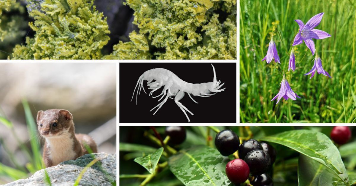 Eine Kollage von Fotos, die einige Tiere und Pflanzen der Arten des Jahres 2026 zeigt.
