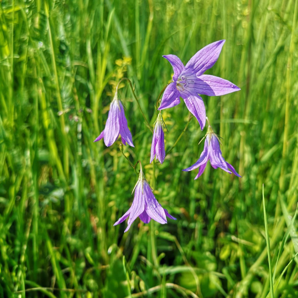 Sternförmige zartlila Blüten inmitten einer Wiese.