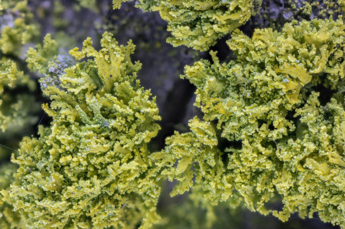 Eine gelbgrüne Flechte, die erhaben ist und fast wie eine Koralle wirkt.