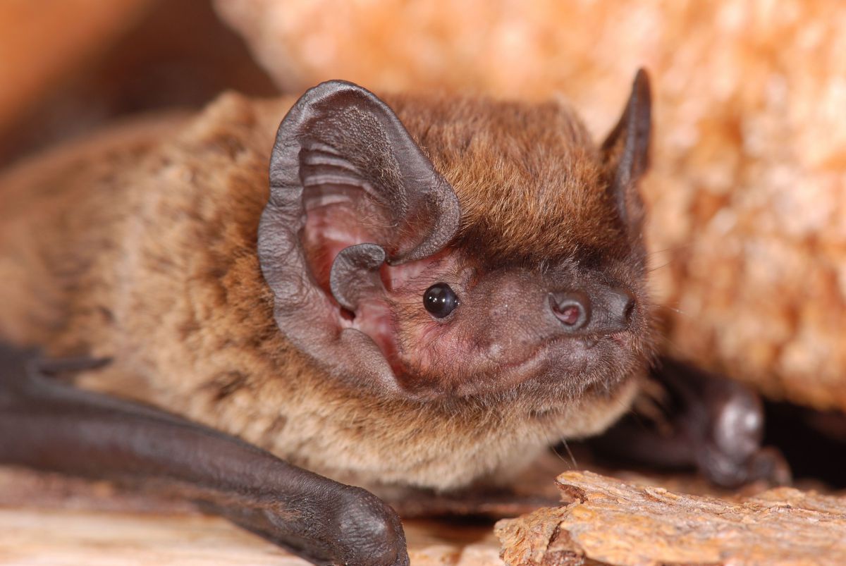 Eine Nahaufnahme des Gesichts einer Fledermaus.